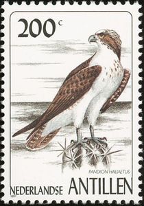 Osprey (Pandion haliaetus)